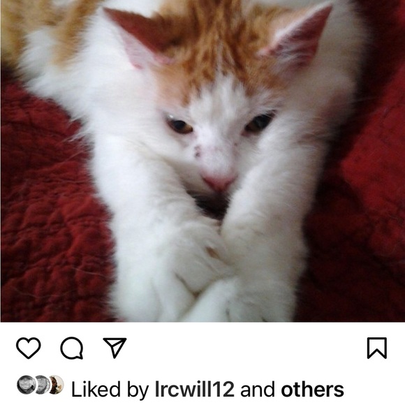 Meet your Posher, Tammy - Picture 4 of 11